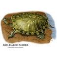 thumbnail image 3 of CafePress - Red Eared Slider Mug - 11 oz Ceramic Mug - Novelty Coffee Tea Cup, 3 of 6