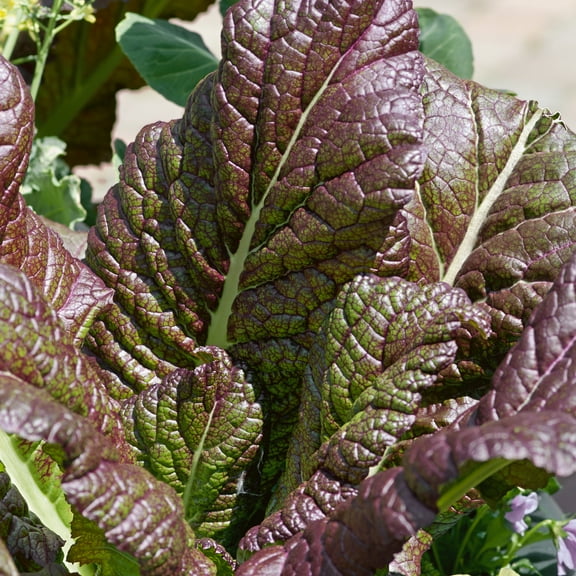 Organic Osaka Purple Mustard Seeds - 5 Lb Bulk ~1200000 Seeds - Non-GMO, Certified Organic, Heirloom - Vegetable / Herb Garden, Growing Microgreens - Brassica juncea