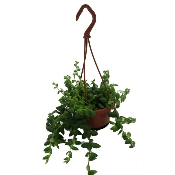 Lipstick Plant - 4" Mini Hanging Basket - Aeschynanthus lobbianus gracilis