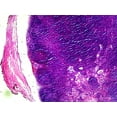 thumbnail image 6 of Biology and General Mammal Histology Microscope Slide Set – 19 Slides by Go Science Crazy, 6 of 7
