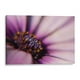 thumbnail image 1 of Cuadro decorativo - Violeta, Mauricio Silerio 135x90 Canvas Lab Botánica, Floral, Naturaleza,, 1 of 2