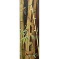 thumbnail image 3 of Wilkins, Suzanne 9x18 Black Modern Framed Museum Art Print Titled - Bamboo Finale II, 3 of 5