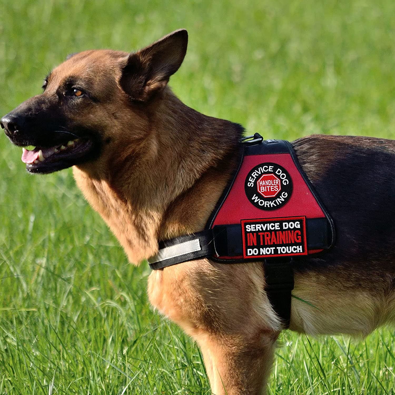 dog in training do not pet vest