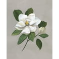 thumbnail image 2 of Nan 15x18 White Modern Wood Framed Museum Art Print Titled - Botanical Magnolia, 2 of 4