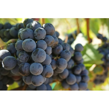 Canvas Print Vineyard Fruit Wine Vine Plant Grape Vine Grapes Stretched Canvas 10 x