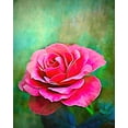 thumbnail image 2 of Alpenglow Workshop 15x18 White Modern Wood Framed Museum Art Print Titled - Exquisite Pink Rose, 2 of 4