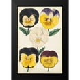 thumbnail image 2 of Unknown 17x24 Black Modern Framed Museum Art Print Titled - Antique Pansies II, 2 of 5