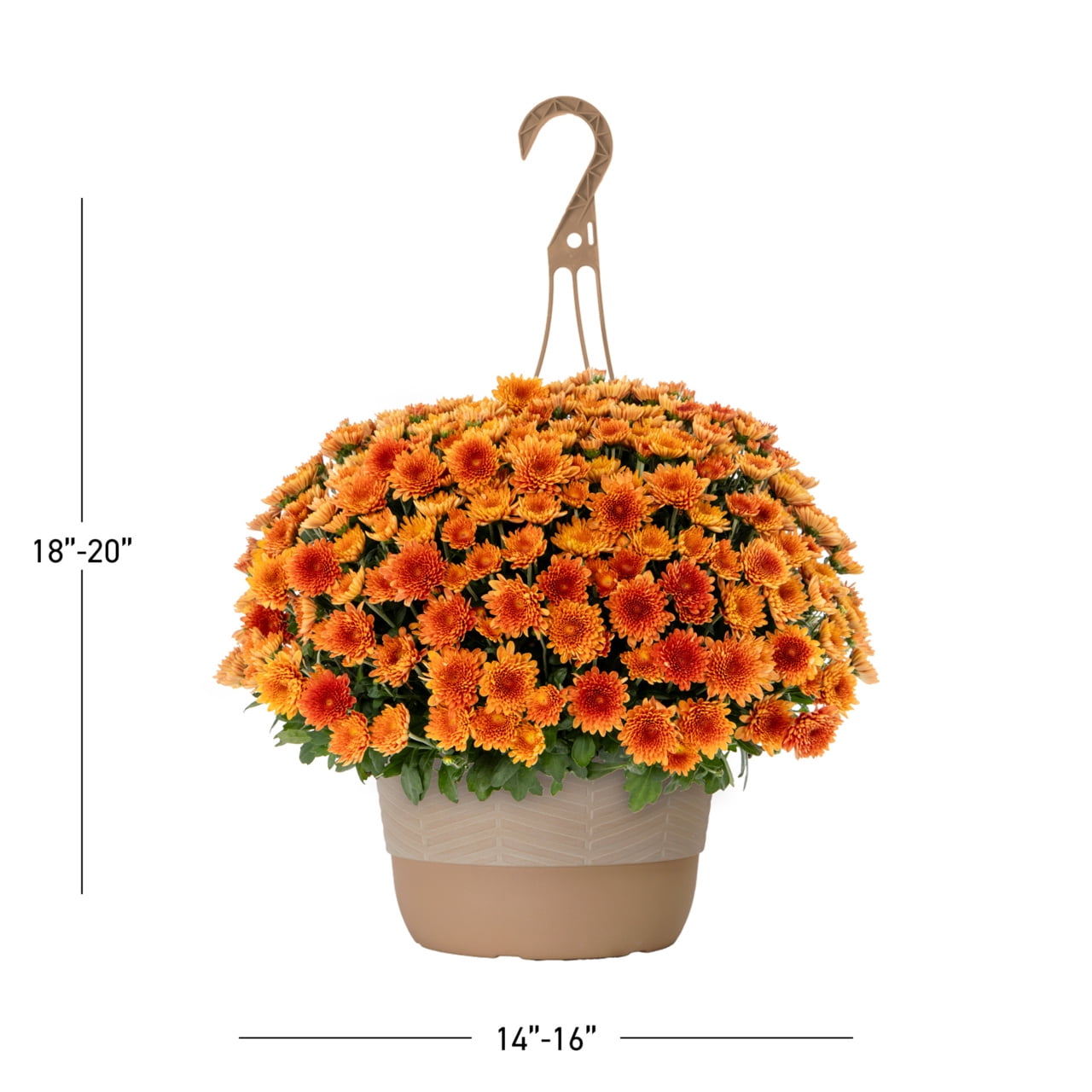 Better Homes & Gardens 1.5gal Orange Chrysanthemum Live Fall Plant Decorative Hanging Basket Sun