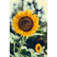 thumbnail image 2 of Dwarf Sunspot Sunflower Seeds/ Annual/ Full Sun/ 2K Seeds 1/4lb/ Zellajake Farm and Garden - B263, 2 of 6