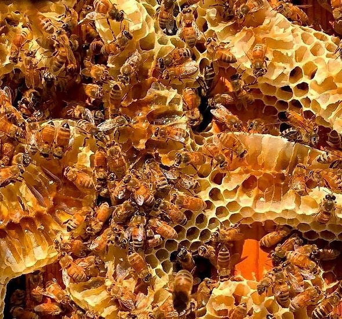 High Mountain Honey Premium Raw Honey (Stone Fruit, 24 oz.)