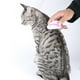 thumbnail image 5 of Cepillo Para Mascotas, Tapa Dura, Púas De Acero Inoxidable, Peine Antipulgas Para Mascotas, Peine Para Desparasitar, Productos De Limpieza Para Mascotas, 5 of 5