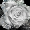 thumbnail image 2 of Baker, Micha 12x12 White Modern Wood Framed Museum Art Print Titled - White Rose I, 2 of 4