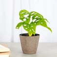 thumbnail image 2 of Live Swiss Cheese Plant, Monstera Adansonii Vine, Air Purifying 4 inch Diameter Live Plant Grown in USA, 2 of 9