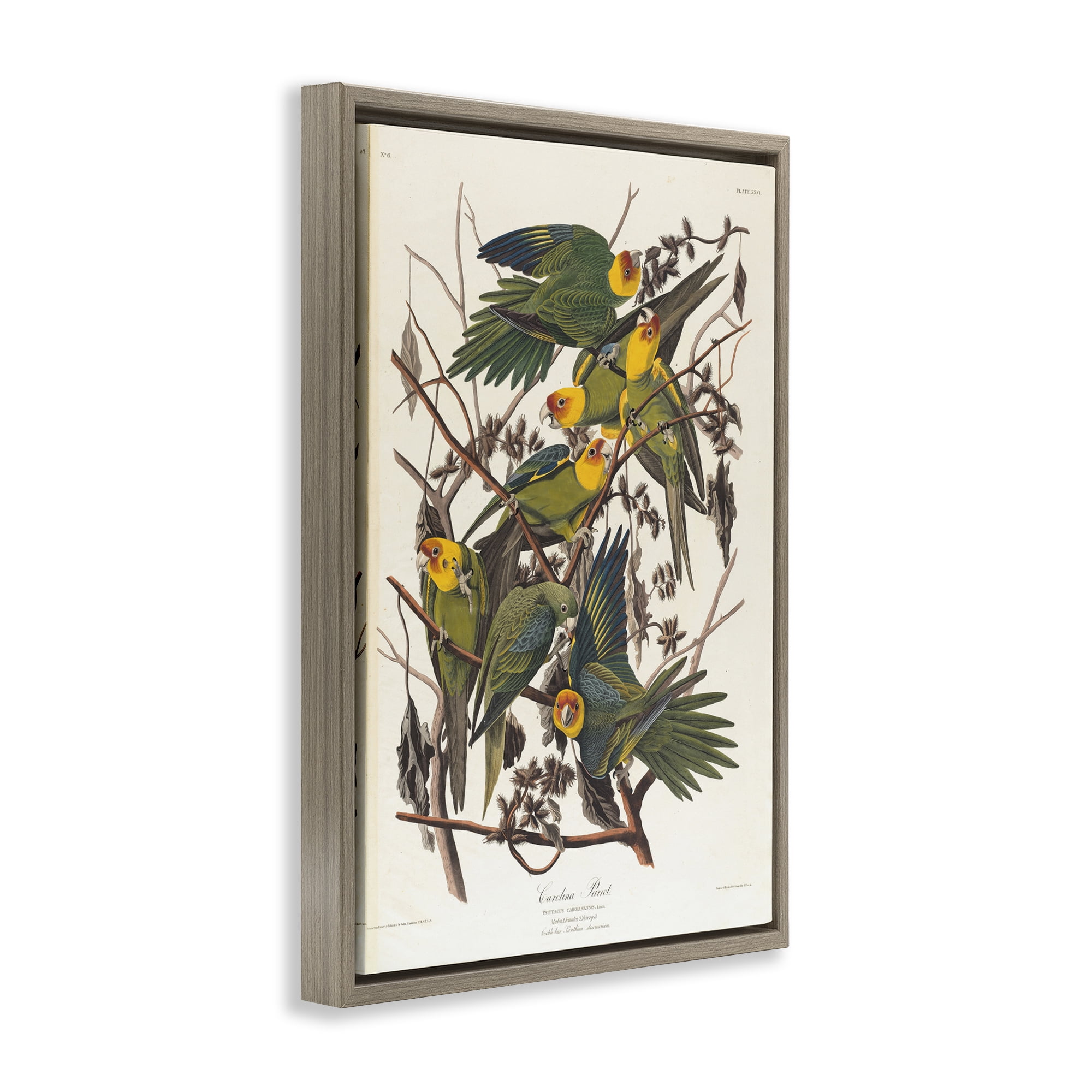 Stupell Industries Classic Carolina Parrot Study Animals Painting Brown Floater Framed Canvas Art Print Wall Art, 17 x 25