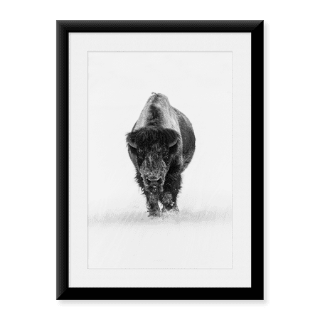 Framed Art Print, Lone Bull Bison, Yellowstone National Park by The Yellowstone Collection, 17-7/8" x 21-7/8"