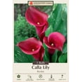 thumbnail image 2 of Rocket Calla Lily Bulb - 14/16cm Bulb - Bold Maroon, 2 of 4