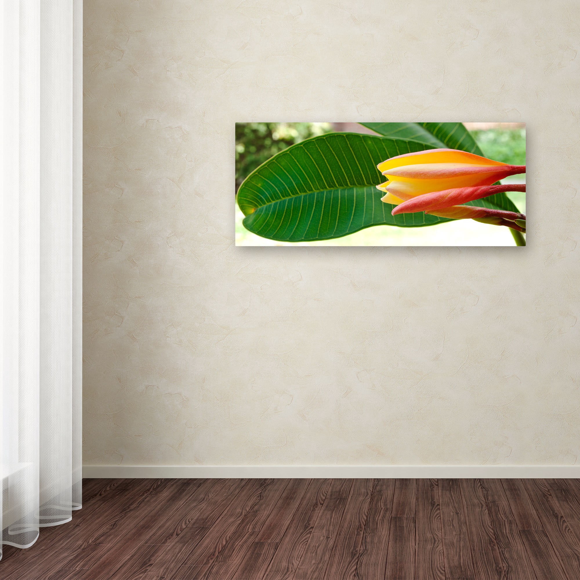 Trademark Fine Art "Plumeria Opening" Canvas Art by Kurt Shaffer