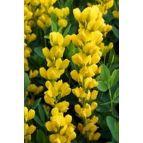 25 YELLOW WILD INDIGO Baptisia Tinctoria False Indigo Flower Seeds