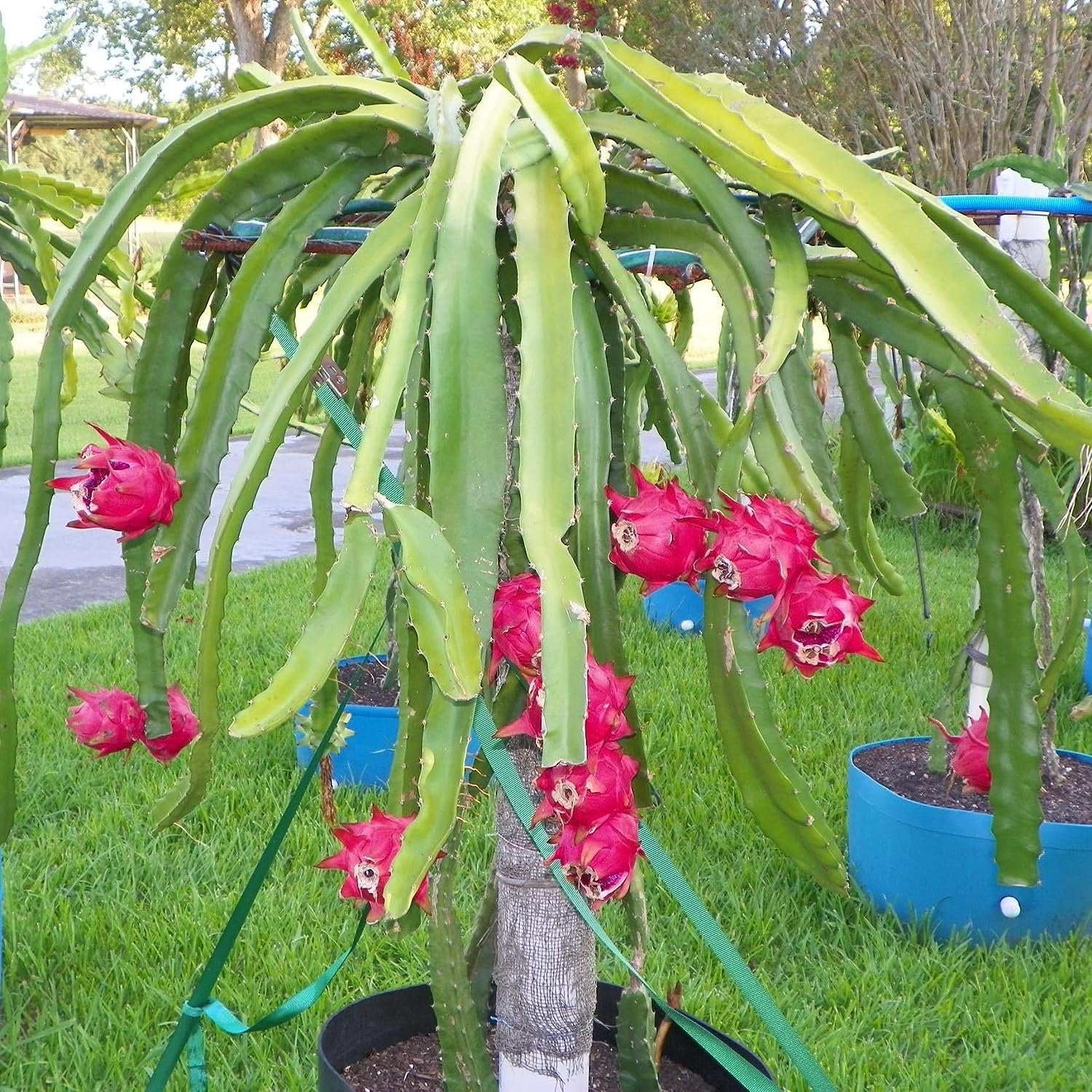 Wekiva Foliage Edgar's Baby Dragon Fruit Tree - 4 Live Starter Plants -  Hylocereous Undatus - Edible Tropical Fruit Plant from Florida  EdgarsBabyDragonFruitTree2x4 - The Home Depot