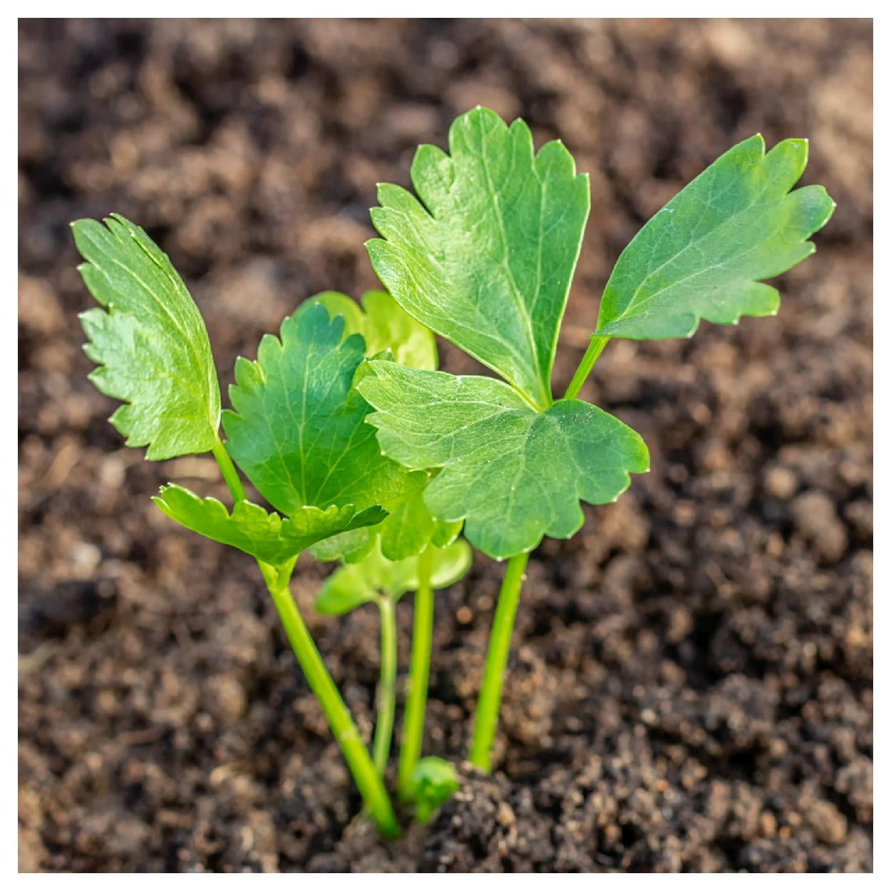 Everwilde Farms - 1 lb Tall Utah 52-70 Celery Seeds - Gold Vault Bulk Seed Packet