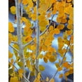 thumbnail image 2 of Flaherty, Dennis 12x14 Black Ornate Wood Framed with Double Matting Museum Art Print Titled - CA, Bishop Autumn leaves on aspen tree, 2 of 4