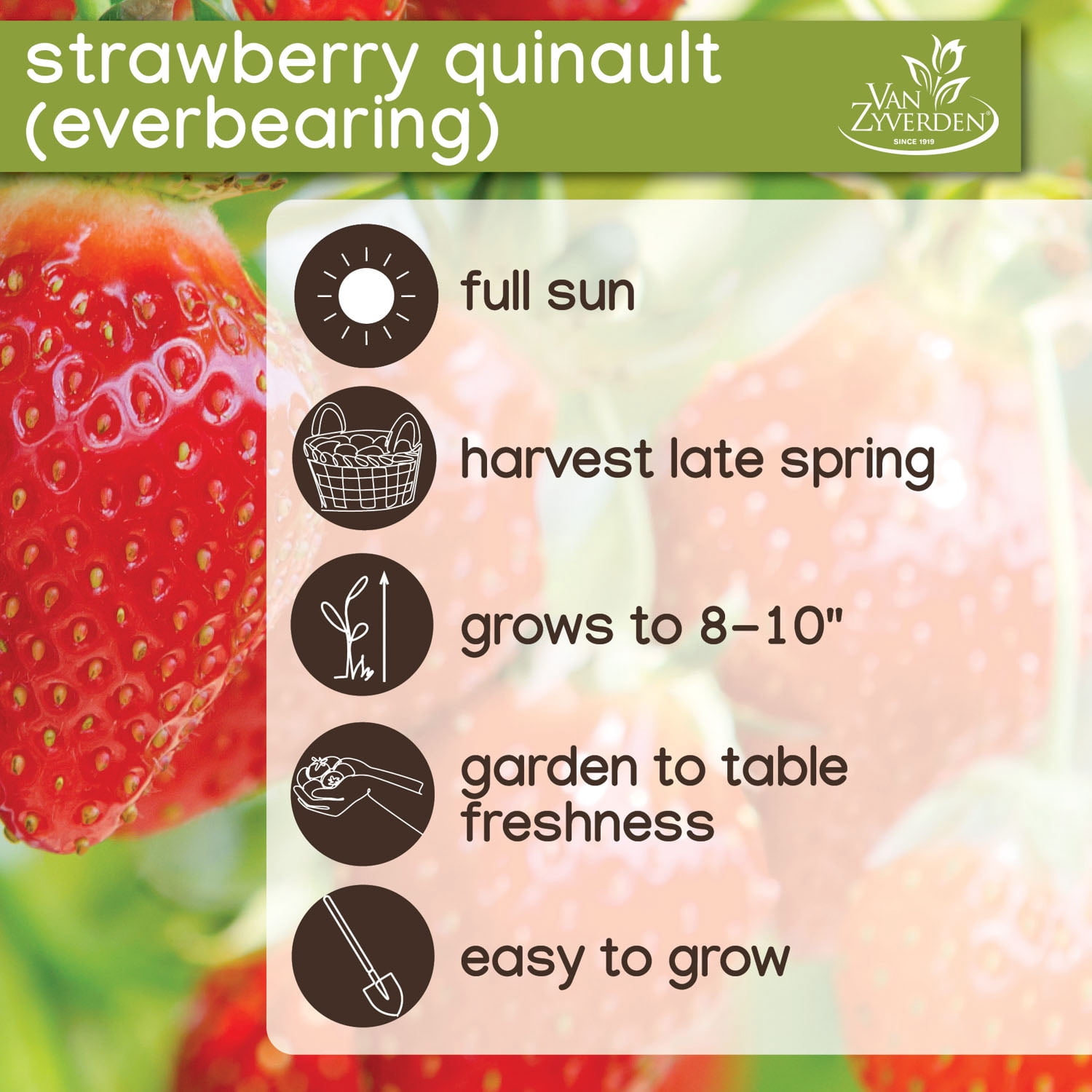 Expert Gardener Strawberry Quinault Bare Roots Set of 10, Full Sun, Red, Annual