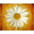 thumbnail image 2 of Vitaly Geyman 18x15 White Modern Wood Framed Wall Art Titled - Daisy in Gold, 2 of 5