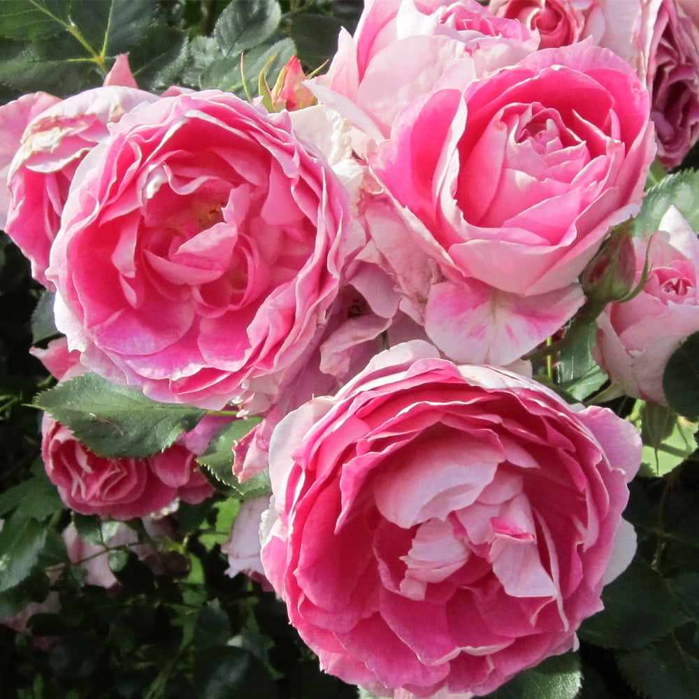 Heirloom Roses Carefree Wonder Rose Bush