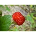 thumbnail image 2 of 20 AUSTRALIAN RASPBERRY aka Queensland & Atherton Raspberry Rubus Probus Red Berry Fruit Shrub Seeds, 2 of 6