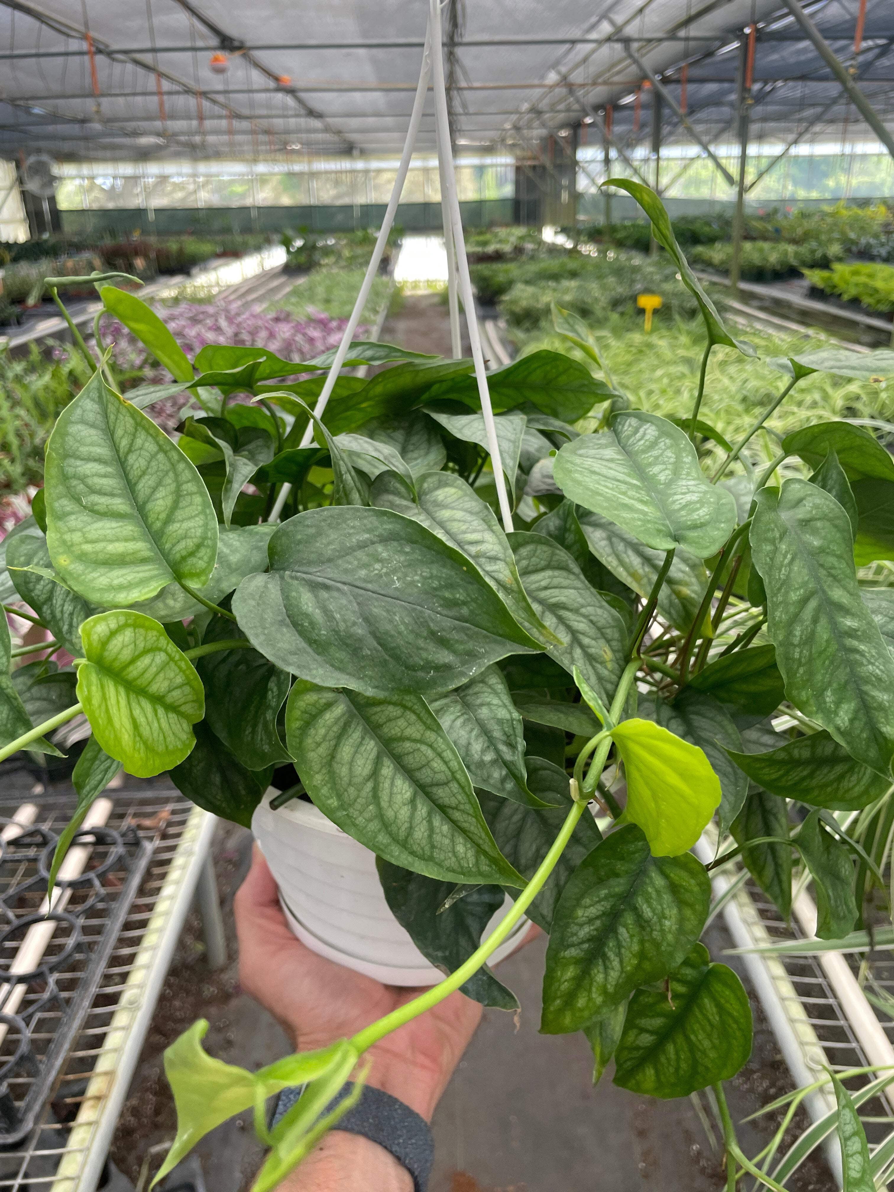 Monstera 'Siltepecana', 4" Pot, Indoor Houseplant, Easy Care, Live Plant for Indoor & Outdoor