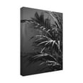 thumbnail image 2 of Trademark Fine Art 'Black Plant Fabrikken' Canvas Art by Design Fabrikken, 2 of 3