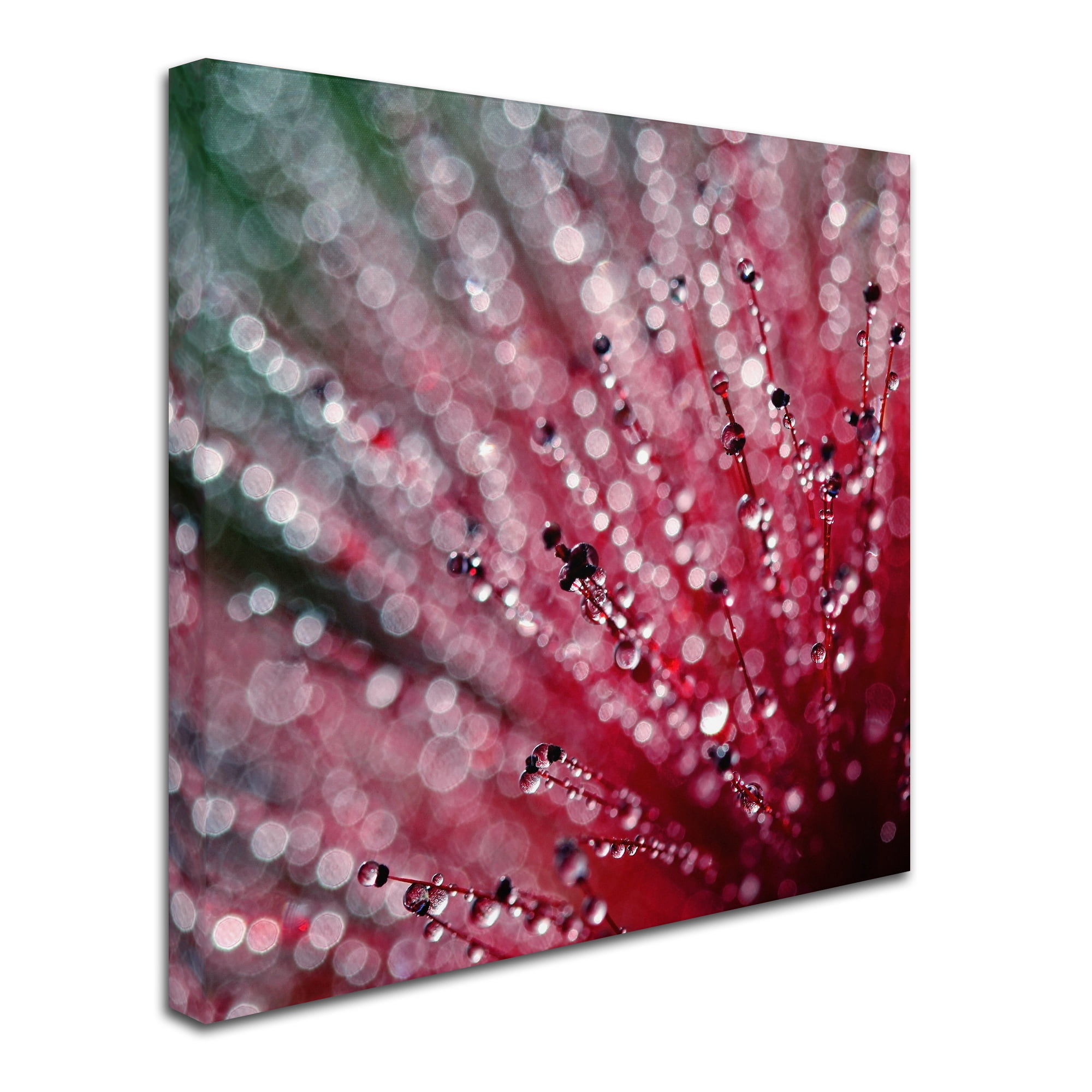 Trademark Fine Art "Pink Melody" Canvas Art by Beata Czyzowska Young
