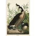 thumbnail image 3 of Audubon, John James 17x24 Black Modern Framed Museum Art Print Titled - Pl 201 Canada Goose, 3 of 5