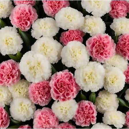 KaBloom : Fall Collections-Bulk 75 Pink and White Carnation