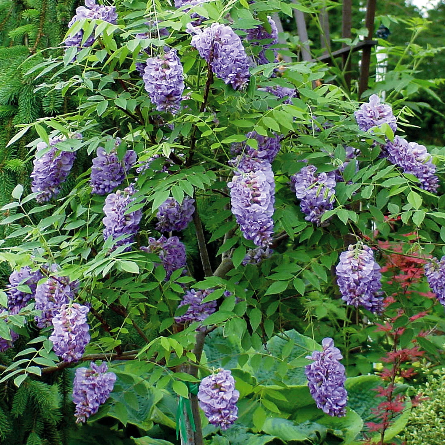 Expert Gardener Amethyst Falls Wisteria Vine, 2.5 Gallon - Lavender-Purple, Sun Exposure Needs: Full Sun or Partial Shade