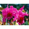 Cattleya Orchid Starter Plant 3 Plants No Bloom #LL110