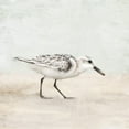 thumbnail image 2 of Allen, Kimberly 26x26 White Modern Wood Framed Museum Art Print Titled - Sandpiper 1, 2 of 4