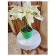 thumbnail image 6 of Flower Pots with Saucers, 7 inch Lime Green, Case of 5, Plastic, seedlings Planter, Nursery Planter, Colorful Flower Planter, Seed Starting Pot with Saucers (Lime Green), 6 of 9