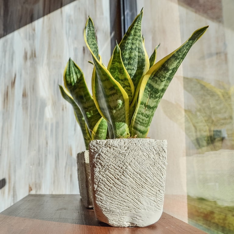 6 in. Sansevieria Laurentii Superba Plant in Grower Container