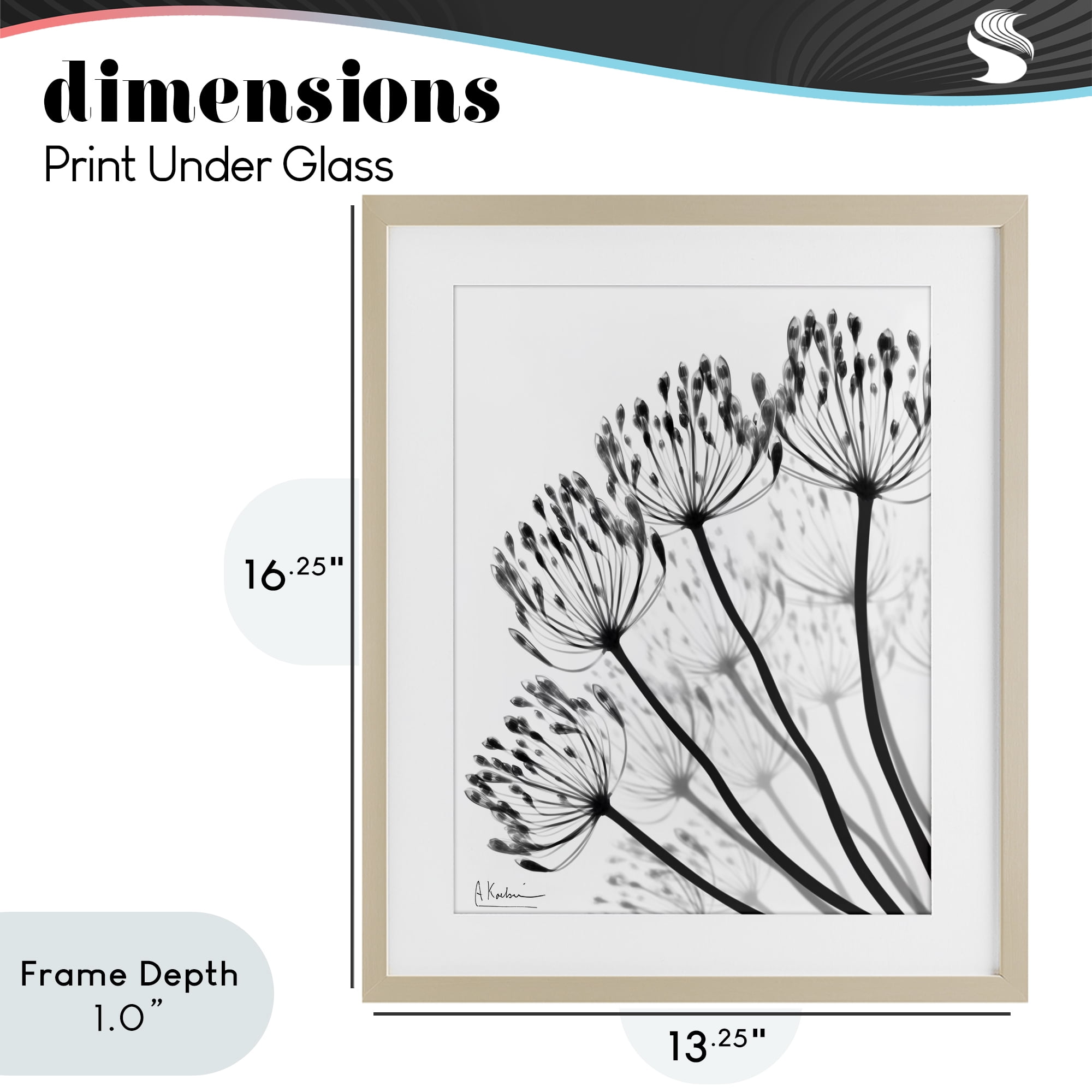 Stupell Industries Floral Fan Dandelions Birch Framed Print Under Glass, design by Albert Koetsier