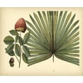 thumbnail image 2 of Sloane, Sir Hans 23x20 Gold Ornate Wood Framed with Double Matting Museum Art Print Titled - Antique Brazilian Palm, 2 of 4