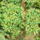 thumbnail image 3 of Paquete de 60 brazos de estaca para conectores de enrejado de jaula de tomate, soportes de biela de plástico, suministros de jardinería para todas las estacas de plantas, 2 hebillas ajustabl, 3 of 5