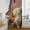 Brown1, variant on Farm Panda Sheer Curtains 45 Inches Long for Living Room/Bedroom, Farmhouse Barn Funny Animals Butterfly Rod Pocket Voile Kitchen Curtains & Drapes Window Treatment 1 Panel, 52"W x 45"L