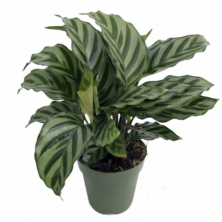 Giant Bamburanta Plant - Calathea Oppenheimiana - Easy House Plant - 6" Pot  - Walmart.com