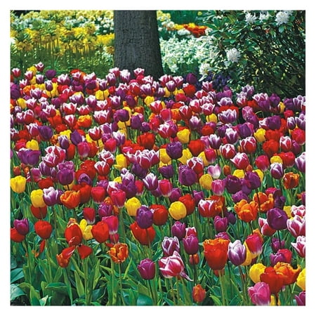 

Bulbs for Fall Planting | Mixed Perennial Flower Bulbs | Zones 3-8 | Bulb Size 10/11cm | 100 Bulbs