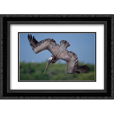 Brown Pelican diving in coastal shallows, Academy Bay, Galapagos Islands, Ecuador 2x Matted 24x18 Black Ornate Framed Art Print by De Roy, Tui