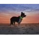 thumbnail image 5 of Collar con luz LED para perros, recargable por USB, collar de seguridad para mascotas de longitud ajustable para perros y gatos, 5 of 6