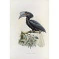 thumbnail image 3 of Daniel Giraud Elliot 13x18 Black Modern Framed Museum Art Print Titled - Limonophalus Montani (1882), 3 of 5