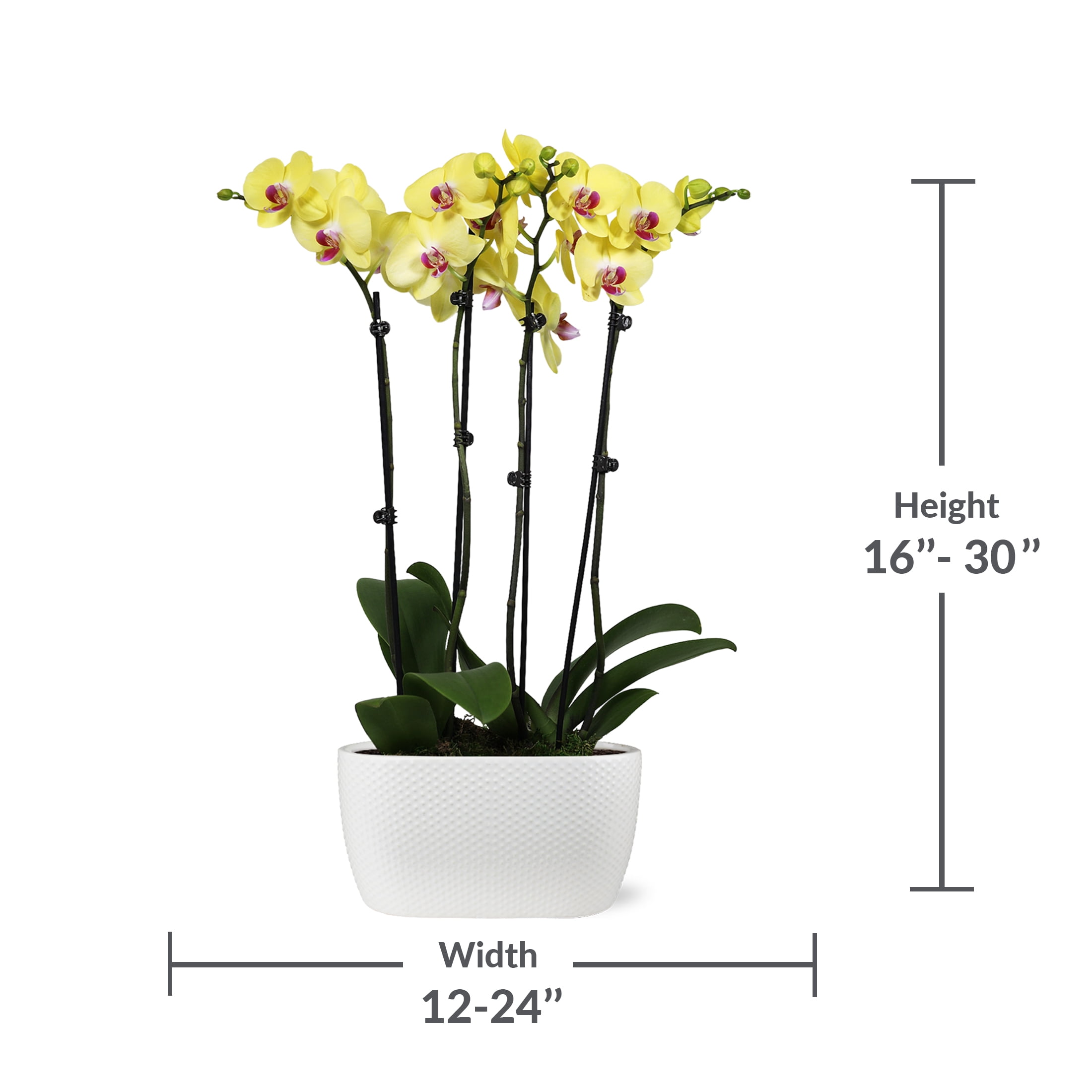 Just Add Ice 16-30" Yellow and Purple Premium Orchid Duo Live Plants in 10" White Dot Ceramic Planter, House Plant