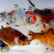 Goldfish Pond Pack #3 (Includes Shubunkins & Comets) by Toledo Goldfish
